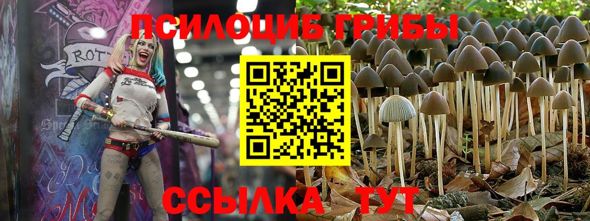 Галлюциногенные грибы Psilocybe Заречный